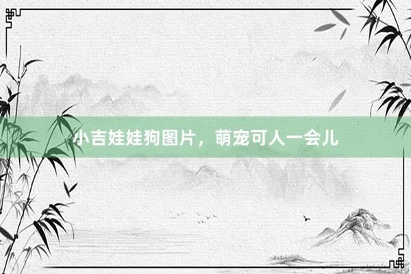 小吉娃娃狗图片，萌宠可人一会儿